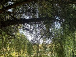 Under the willow