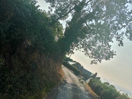 Traditional sheep in the road