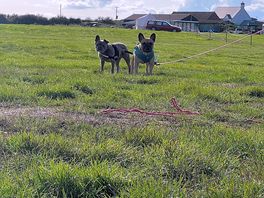Even the dogs love it here