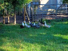 Chickens