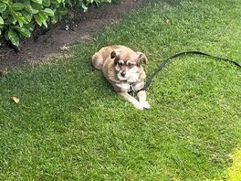 Happy dog #1