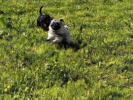 Enjoying the dog field