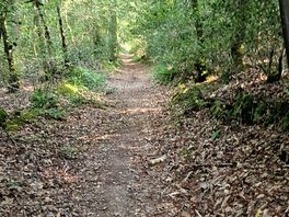 Forest walks