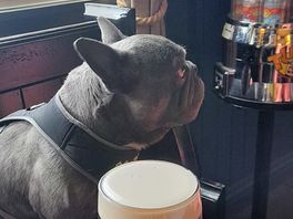 Loves a pint in the wooly