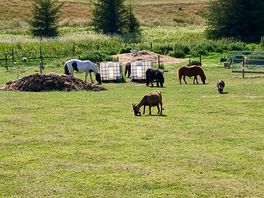 Onsite farm animals which you can take a tour around