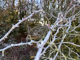 Frozen