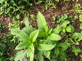 Weeds up to your knees