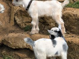 Baby goats