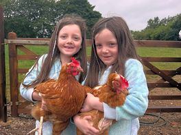 Feeding the chickens