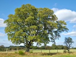 Lovely walks and bird-watching