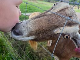 Kisses from goats .