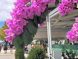 Bloemenpracht