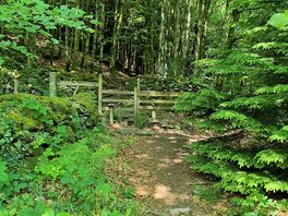 Forest walks