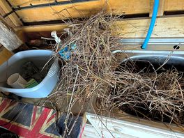 Sink unusable. shrub in it.