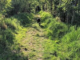 Path to denholm.