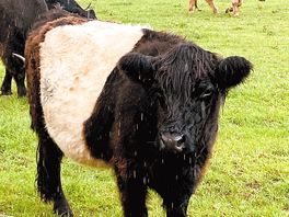 Owners breed highland cows