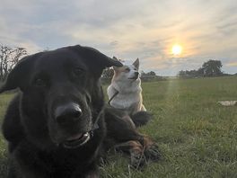 Sunset with the dogs