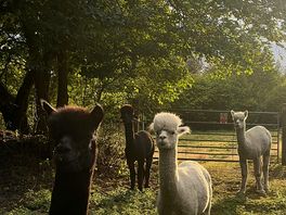 The alpacas on-site