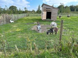 Animals on the farm.