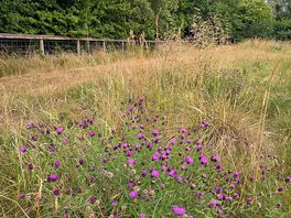 Wild flower meadow