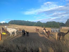 The alpacas