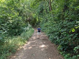 A walk in the woods