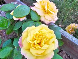Roses in the garden