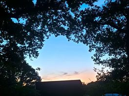 Lovely trees
