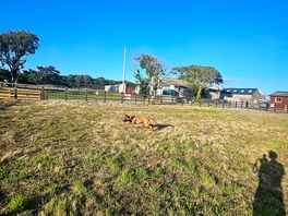Dog walking area