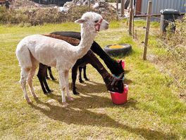 Onside alpaca’s