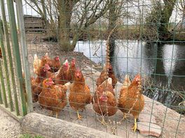 Les poules