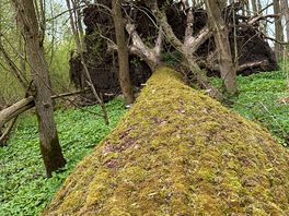 Fallen tree