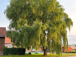Beautiful willow