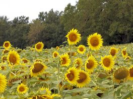 Velden vol zonnebloemen