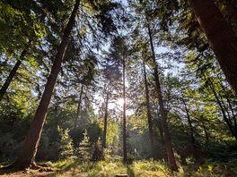 Forest bathing