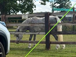 One of the horses grazing nearby