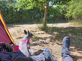 Nice spot sat in sun with plenty shade over for dog