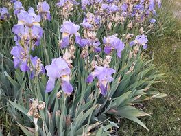 Mooie bloemen