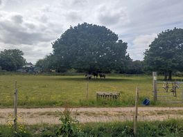 View from tent