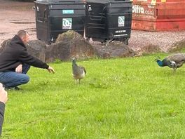 Feeding the peacocks