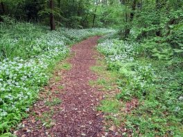 Forest walk on site