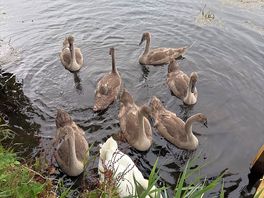Family of 7 young swans