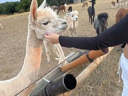 Alpaca