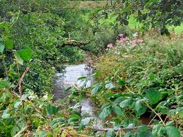 Beautiful walks along the river
