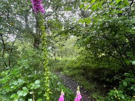 Foxgloves