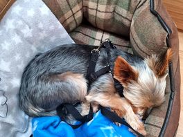 Our worn out dog after lots of lovely walks