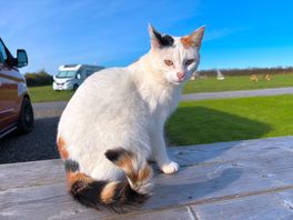 Friendly cat