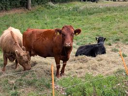 Some of the neighbours.