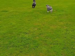 2 happy achnauzers