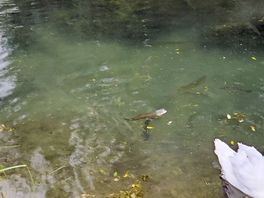 Amazing fish